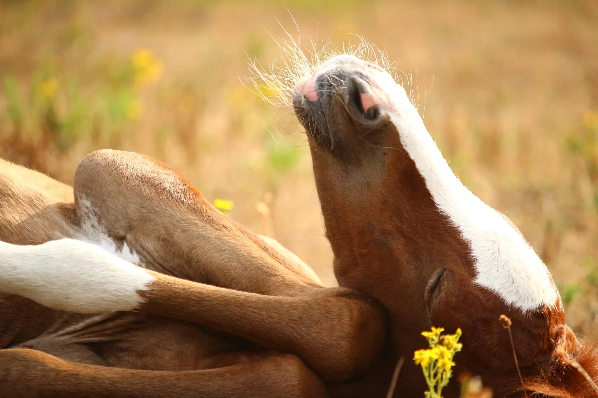 A young foal looking up